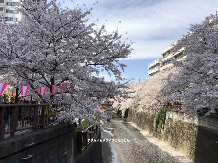 2.目黒川 桜まつり 昼 