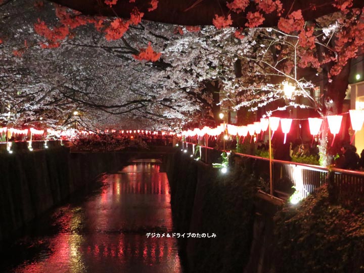 5.目黒川 桜まつり 夜