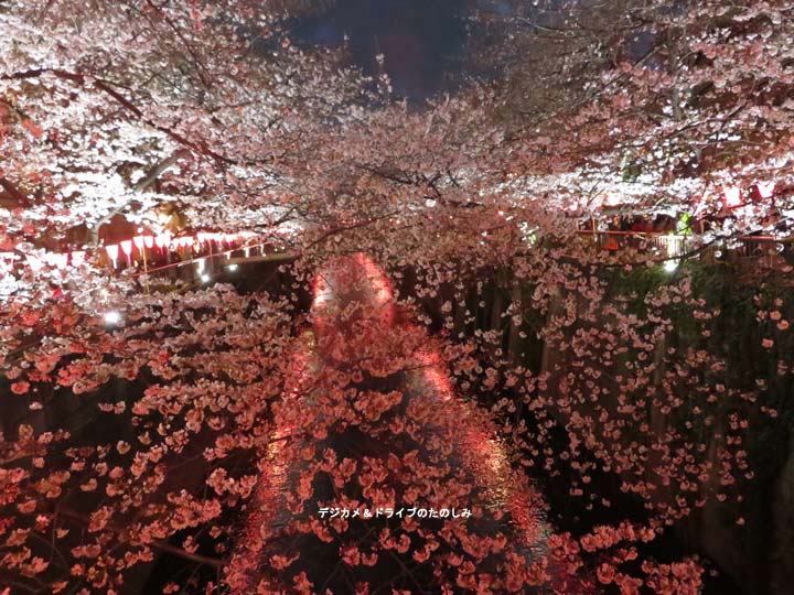 3.目黒川 桜まつり 夜 