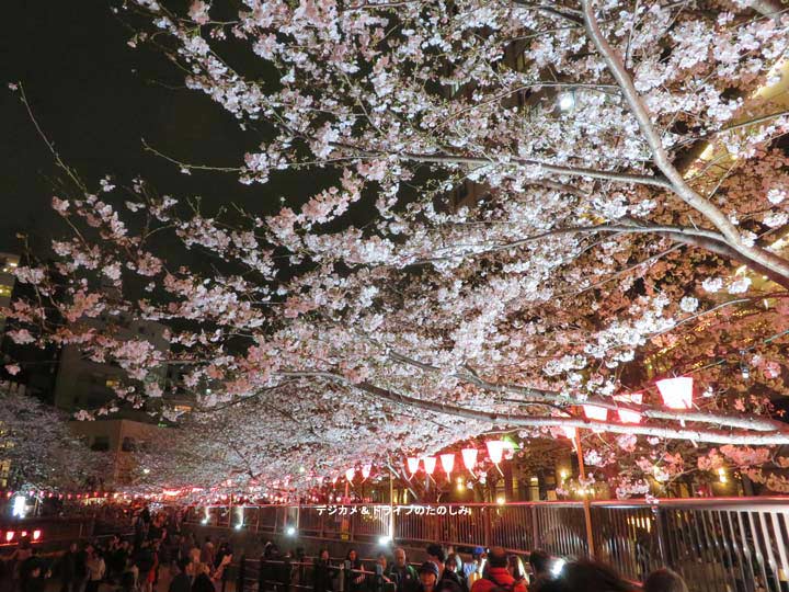 4.目黒川 桜まつり 夜 